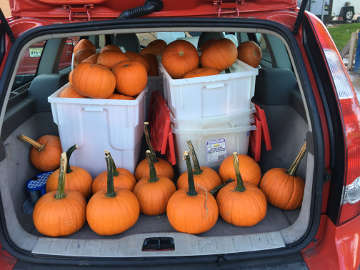 Another load of Arvin pumpkins!